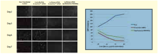 ScreenFect™ siRNA