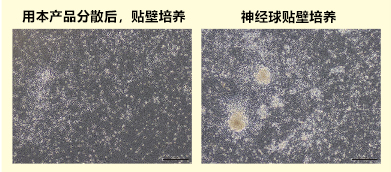 Wako神经细胞用分散液