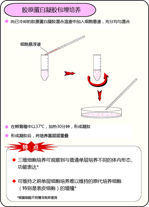 组织培养用胶原蛋白