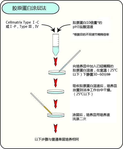 组织培养用胶原蛋白