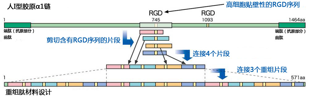 cellnest人Ⅰ型重组胶原蛋白肽