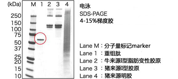 cellnest人Ⅰ型重组胶原蛋白肽