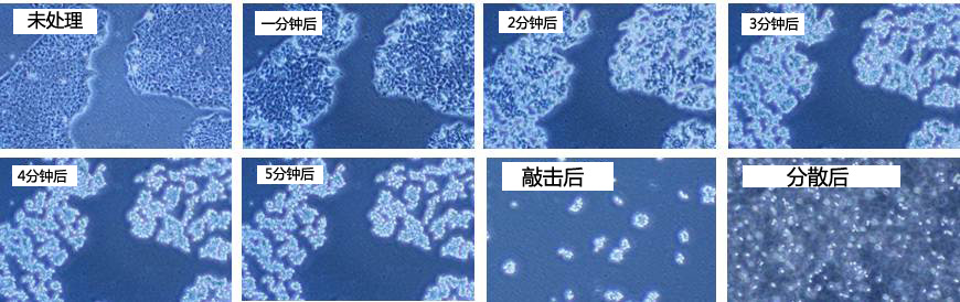 hPSC解离溶液