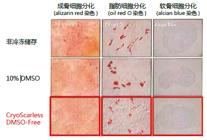 无DMSO细胞冻存液