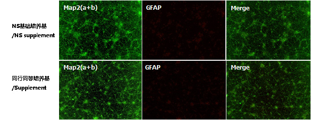 NS神经细胞基础培养基