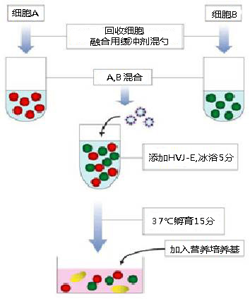 EX 仙台病毒包膜细胞融合试剂