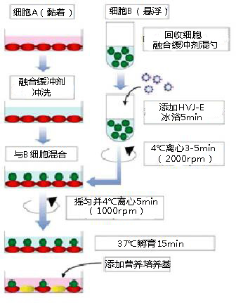 EX 仙台病毒包膜细胞融合试剂