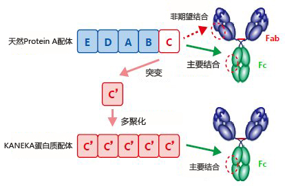 新标准抗体纯化预填充色谱柱