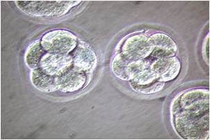 mR1ECM（大鼠胚胎体外培养）