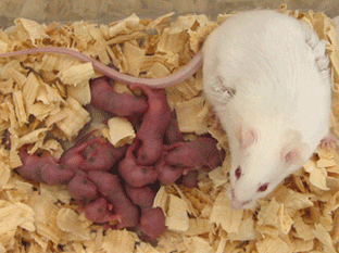 小鼠精子冻存液和体外受精培养基