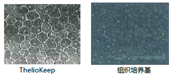 无DMSO组织保存液