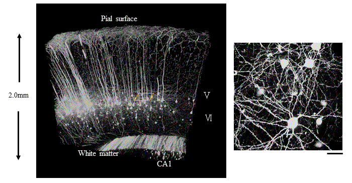 生物体组织透明化新技术SCALEVIEW®-A2