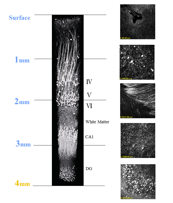 生物体组织透明化新技术SCALEVIEW®-A2