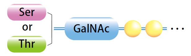 粘蛋白检测试剂盒