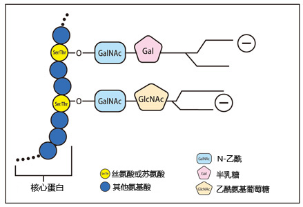 泪液粘蛋白检测试剂盒