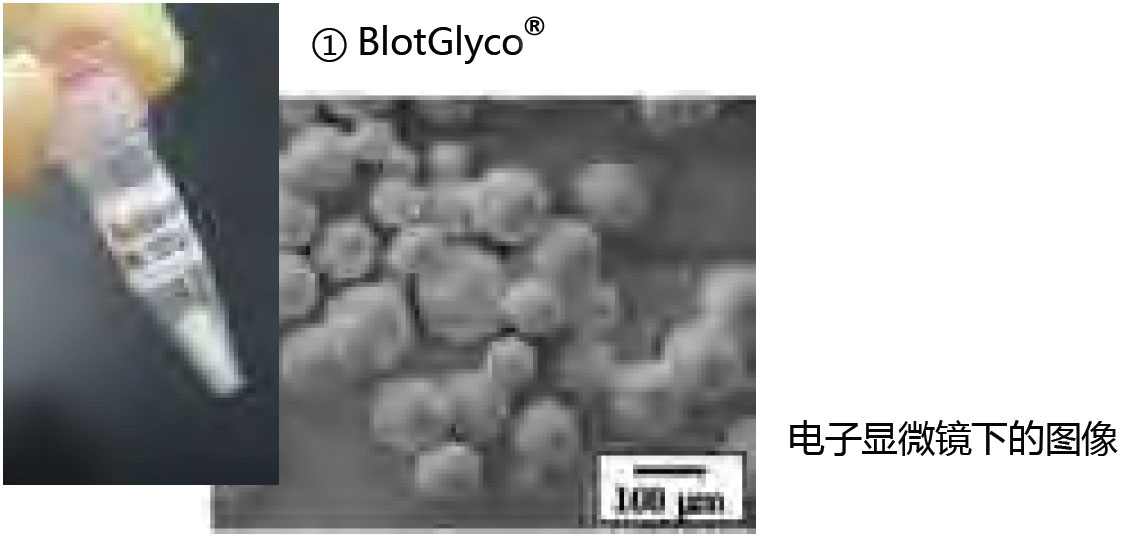 BlotGlyco® 糖链纯化试剂盒