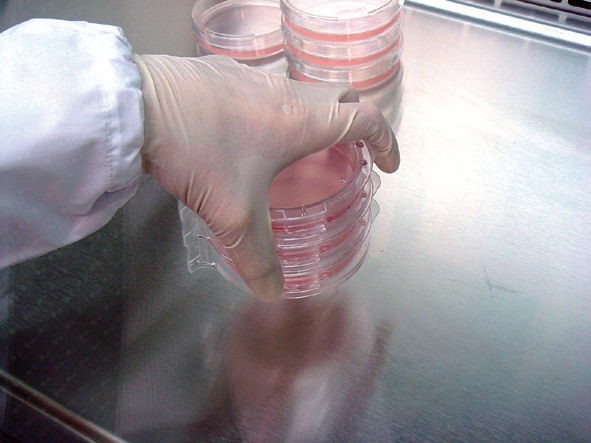 SHellDisH系列产品