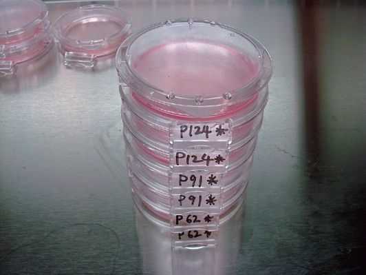 SHellDisH系列产品