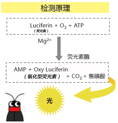 ATP荧光检测仪C-110