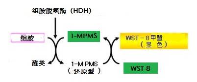 显色法检测组胺试剂盒