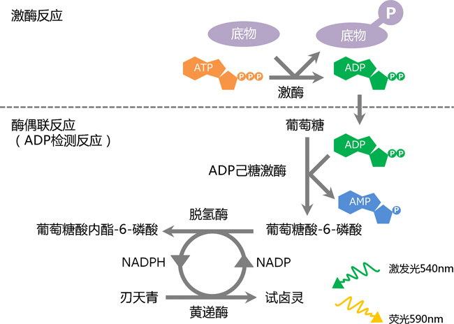 Fluorospark® 激酶/ADP 多重-检测试剂盒