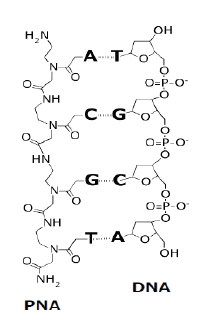 肽核酸（定制合成）