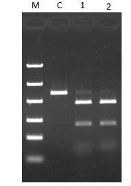 CUGA® 7 gRNA Synthesis Kit