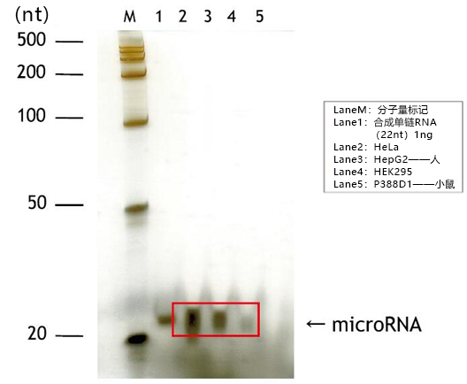 硅胶珠型microRNA分离试剂盒