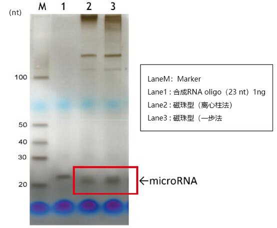 磁珠型microRNA分离试剂盒