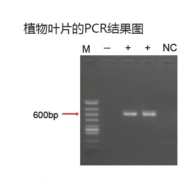 新型PCR 扩增缓冲液