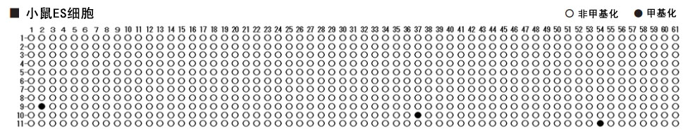 DNA重亚硫酸盐转化试剂盒