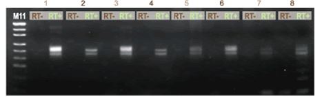 ISOIL for RNA