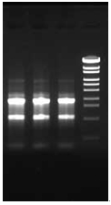 ISOSPIN Cell & Tissue RNA