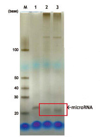MagCapture™ microRNA分离试剂盒系列
