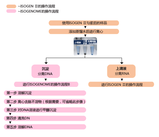 ISOGENOME