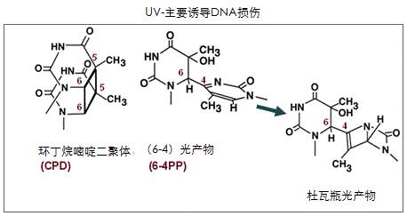 抗（6-4）光产物（6-4 PPs）单克隆抗体（克隆：64M-2）