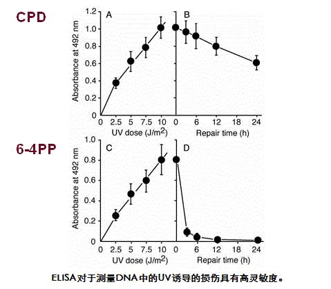 抗（6-4）光产物（6-4 PPs）单克隆抗体（克隆：64M-2）