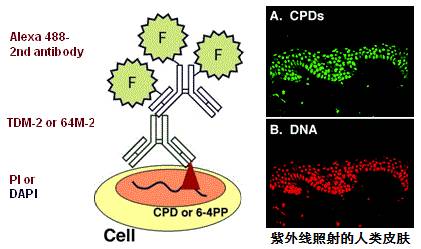 抗（6-4）光产物（6-4 PPs）单克隆抗体（克隆：64M-2）