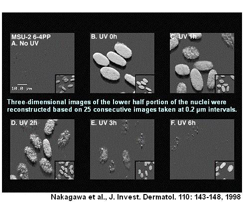 抗（6-4）光产物（6-4 PPs）单克隆抗体（克隆：64M-2）