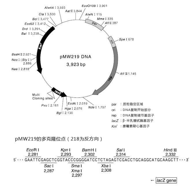 DNA pMW 219载体