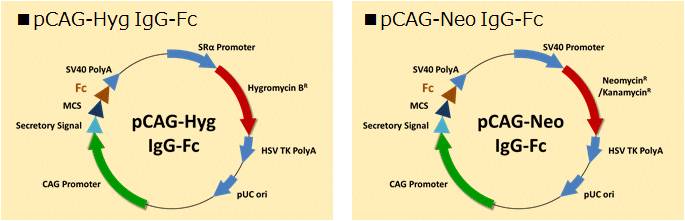 pCAG-Fc（Fc融合蛋白表达载体）
