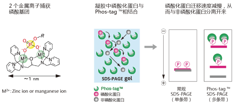 SuperSep Phos-tag™ 预制胶