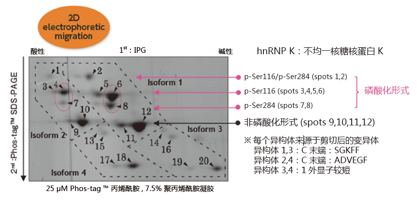 SuperSep Phos-tag™ 预制胶