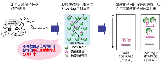 SuperSep Phos-tag™ 预制胶