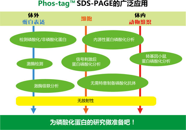 SuperSep Phos-tag™ 预制胶