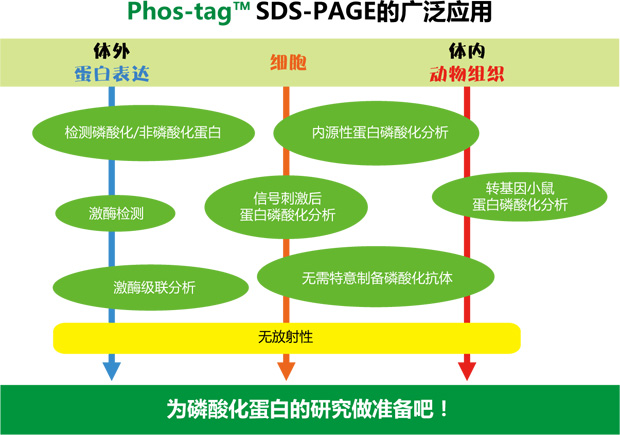 Phos-tag™ 质谱分析试剂盒