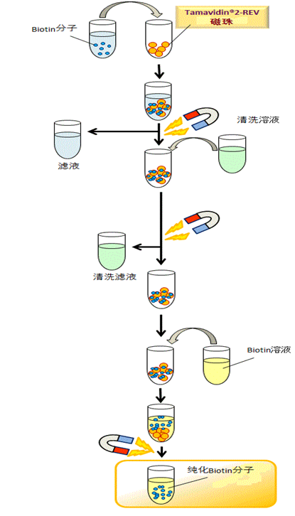 Tamavidin® 2-REV Magnetic Beads