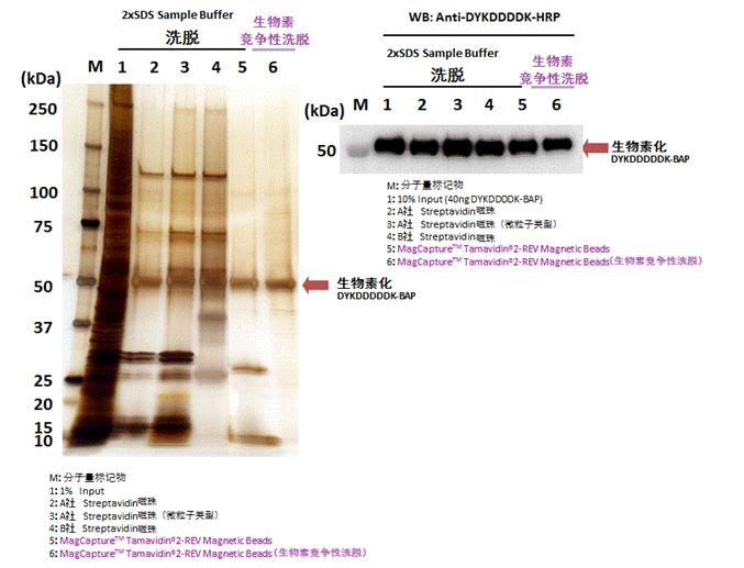 Tamavidin® 2-REV Magnetic Beads