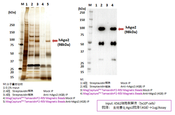 Tamavidin® 2-REV Magnetic Beads