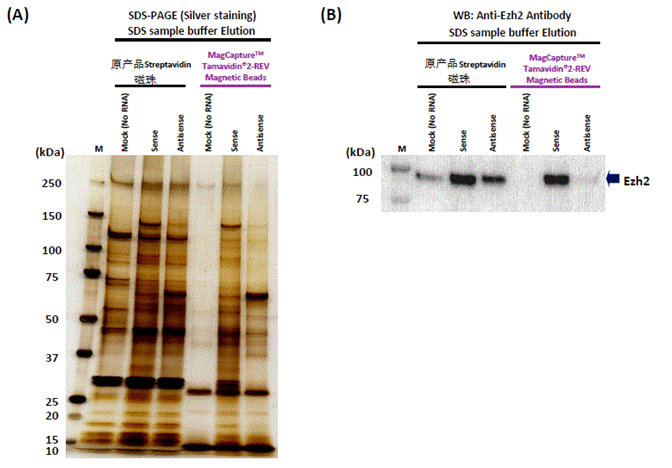 Tamavidin® 2-REV Magnetic Beads
